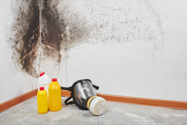 Best Residential Mold Remediation in Brushy Creek, TX