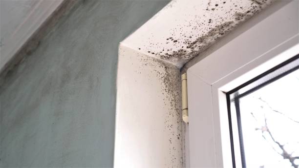 Best Kitchen Mold Remediation in Brushy Creek, TX
