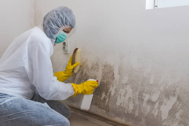 Best Residential Mold Remediation in Brushy Creek, TX