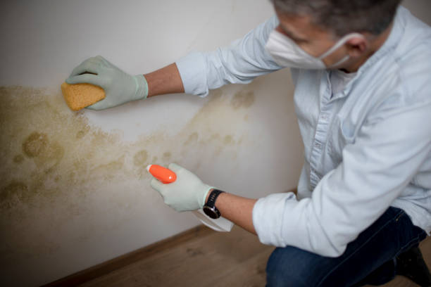 Best Bathroom Mold Remediation in Brushy Creek, TX