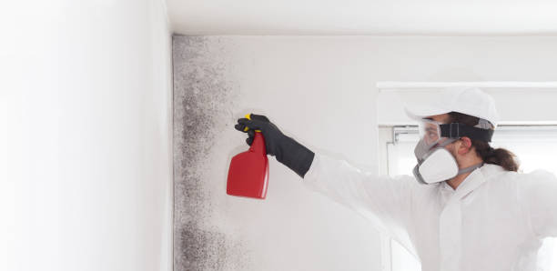 Best White Mold Remediation in Brushy Creek, TX