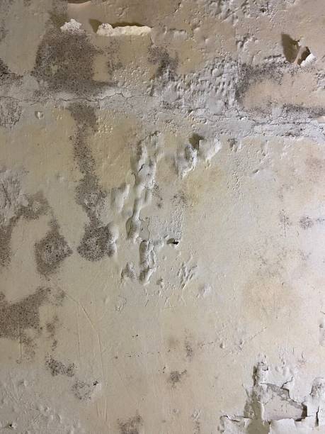 Best Mold Testing and Inspection Services in Brushy Creek, TX