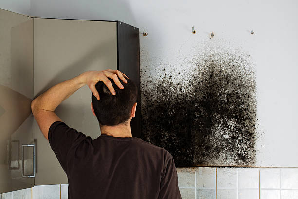 Best Commercial Mold Remediation in Brushy Creek, TX