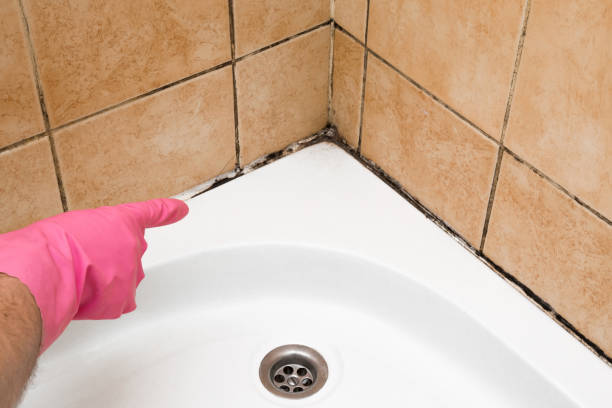 Best DIY Mold Remediation Support Services in Brushy Creek, TX
